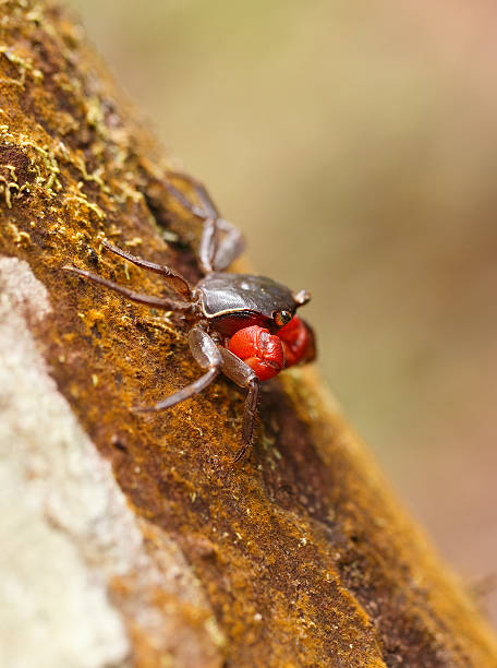 istock Forest Crab or Tree climbing Crab Madagascar 637214354