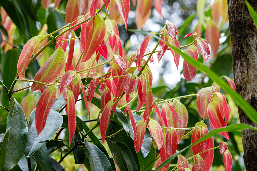 new fresh red colored leaves on Cinnamon Tree (Cinnamomum zeylanicum), Highly ornamental tree and the source of cinnamon spice. Masoala forest national park, Madagascar wilderness