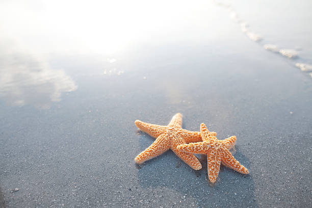 istock Pair of starfish on the beach 637215244