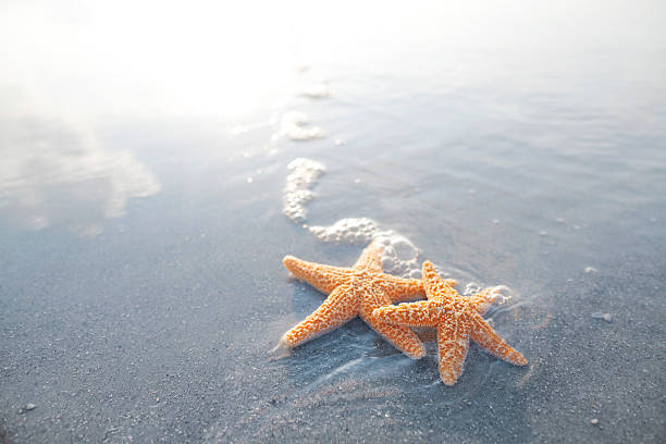 istock Pair of starfish on the beach 637216456