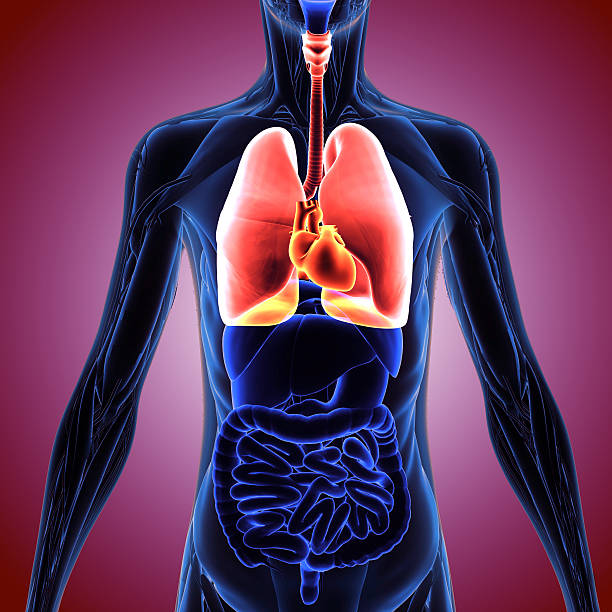istock 3d illustration human body lungs 637216522