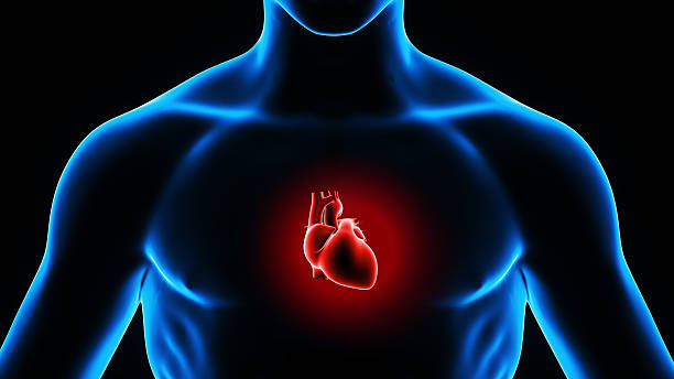 istock 3d illustration human body heart 637216642