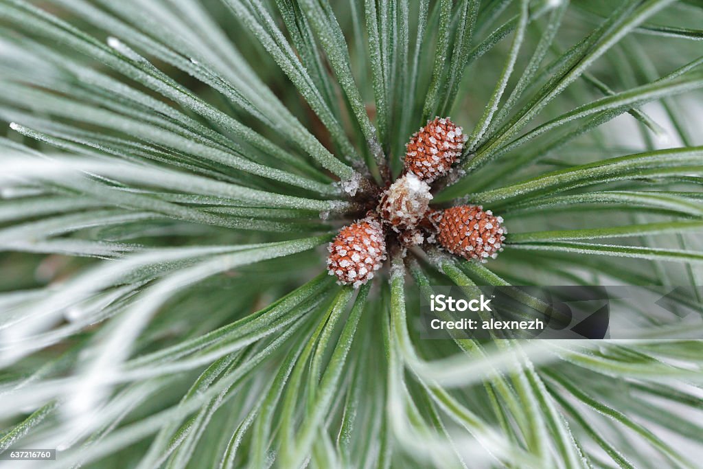frosted little pine cones pine, Conifer cone, frost, winter Close-up Stock Photo