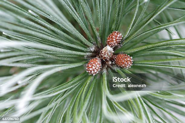 Frosted Little Pine Cones Stock Photo - Download Image Now - Close-up, Cold Temperature, December