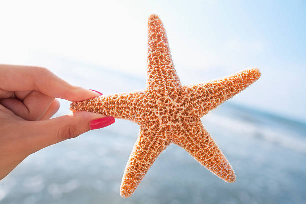 istock Woman holding starfish at the beach 637216834