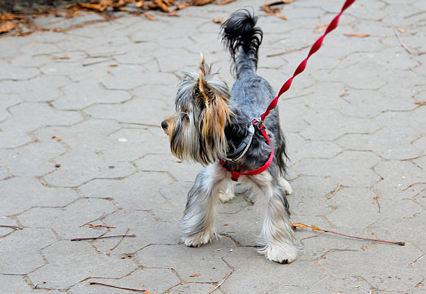 istock Yorkshire terrier outdoors on sunny day 637217114