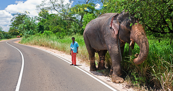 Mahout with his elephant standing on the road, Sri Lanka.  http://bhphoto.pl/IS/sri_lanka_380.jpg