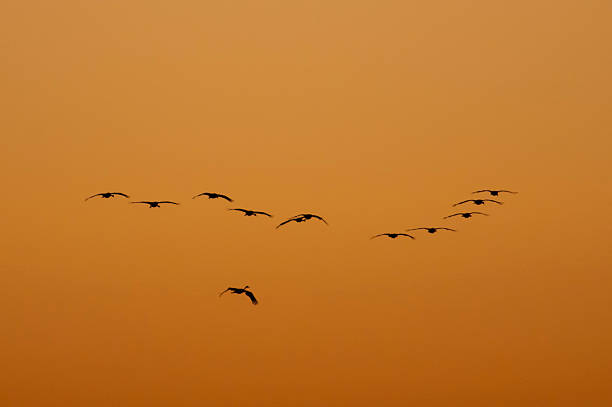 istock Common Cranes (Grus Grus) flying in the air during sunset 637217846