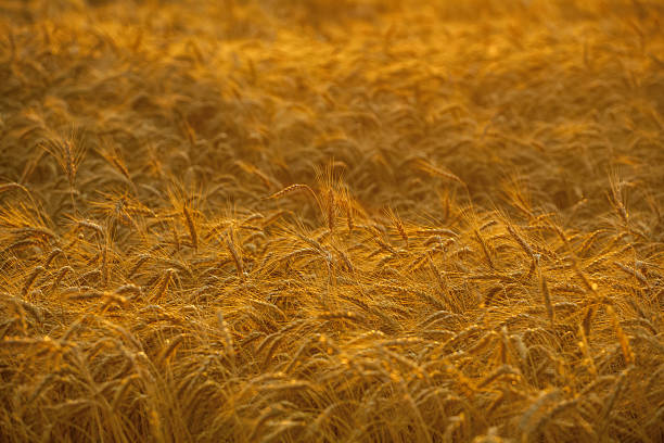 istock Big ripe field, yellow, wheat at sunset. 637220626
