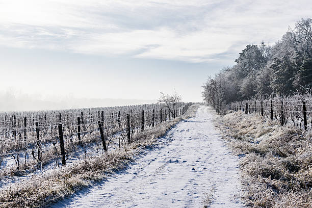 istock The road through the frozen vineyard 637222274