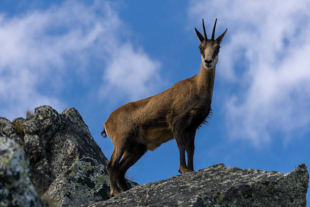 istock Tatra chamois in the natural environment 637223496