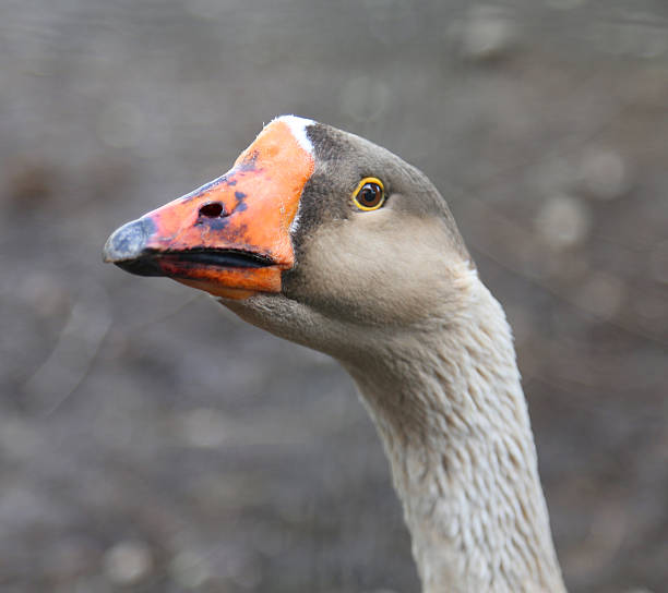 istock nose of a goose with orange beak 637224538