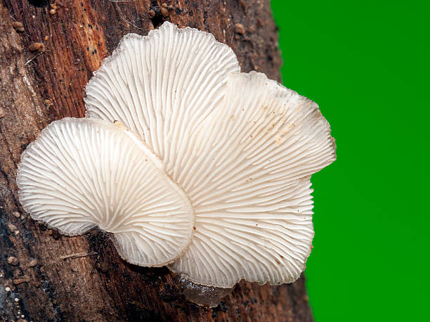 istock Mushroom and autoum.Crepidotus sp 637225254