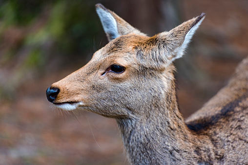 Sika Deer  in Nara Park in Japan