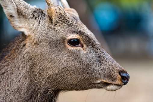 Sika Deer  in Nara Park in Japan