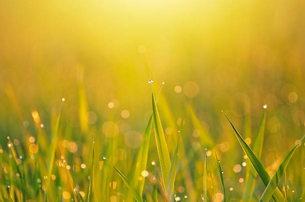 istock Grass with morning dew in warm early morning light 637225684