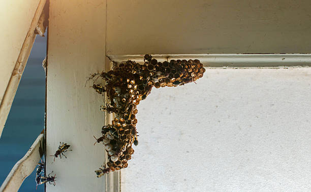 istock Wasp Nest in House 637226180