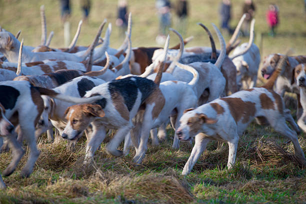 istock Pack of Hunting Hounds with slight motion blur 637227736