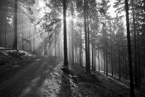 istock Autumn in german Mountains and Forests 637227788