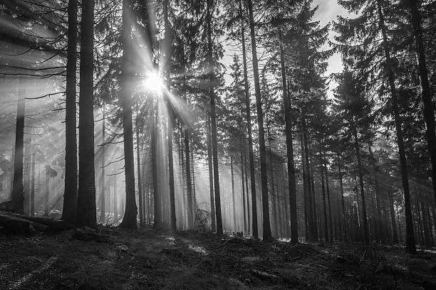 istock Autumn in german Mountains and Forests 637228034