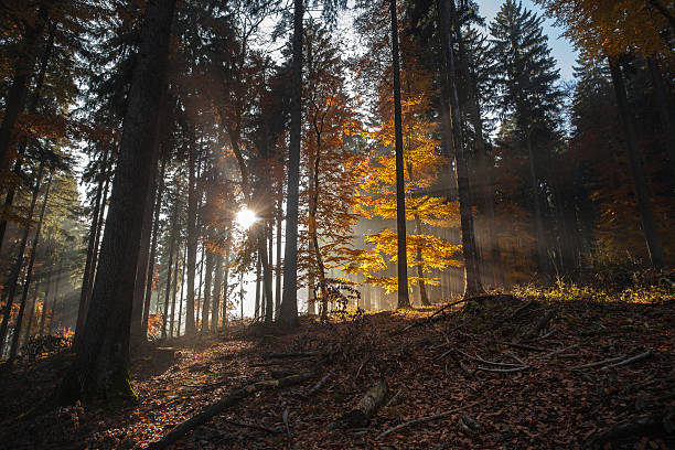 automne dans les montagnes et les forêts allemandes - konigstein photos et images de collection