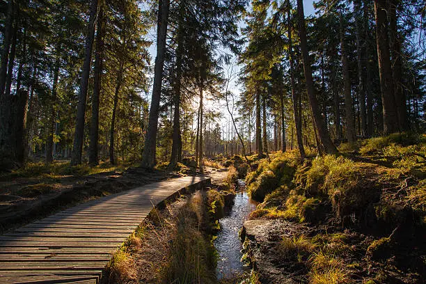 Photo of Autumn in german Mountains and Forests