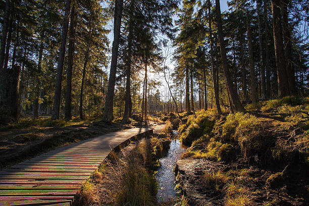 осень в немецких горах и лесах - wood woods dirt road footpath стоковые фото и изображения