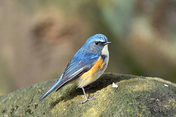 istock Tarsiger cyanurus male 637229398