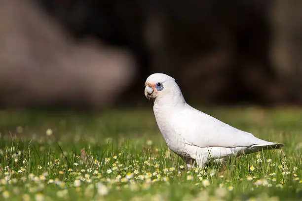 A white Little Corella (Cacatua sanguinea) feeding on flowers in the grass with a dark natural background.
