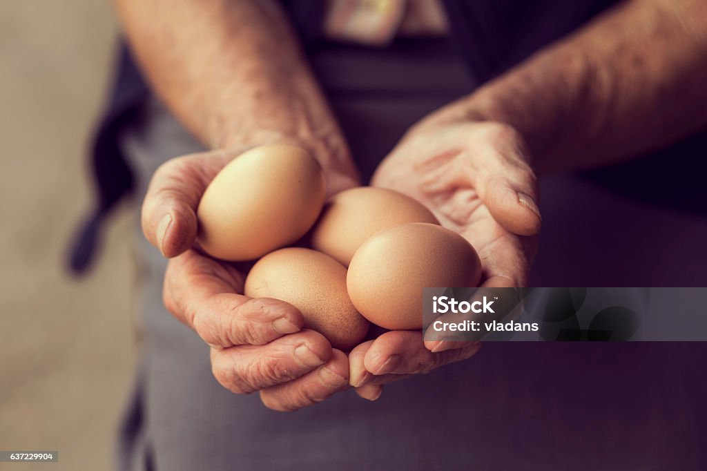 Organic Eggs Close up of an elderly woman's hands, holding organic produced eggs. Selective focus Animal Egg Stock Photo
