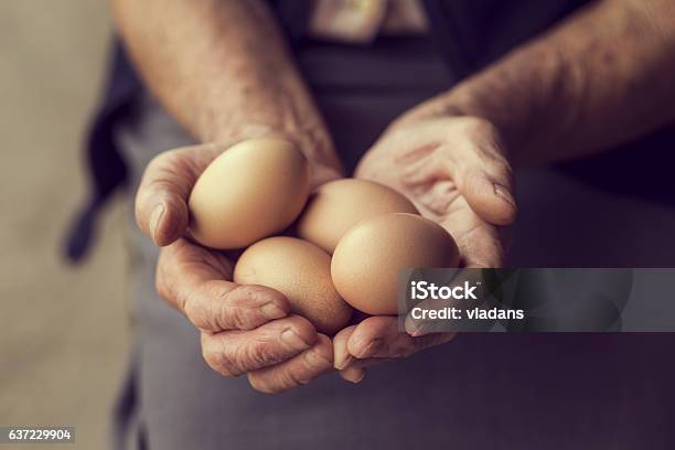 Organic Eggs Stock Photo - Download Image Now - Animal Egg, Egg - Food, Chicken - Bird