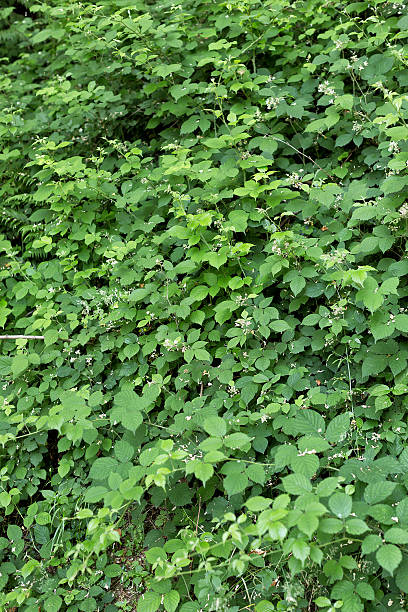 istock Green foliage Italy 637230282