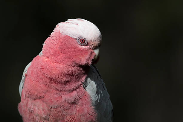 istock Female Galah Head Shot 637230434