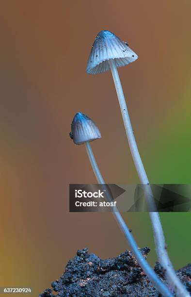 Mushrooms Stock Photo - Download Image Now - Autumn, Close-up, Fragility