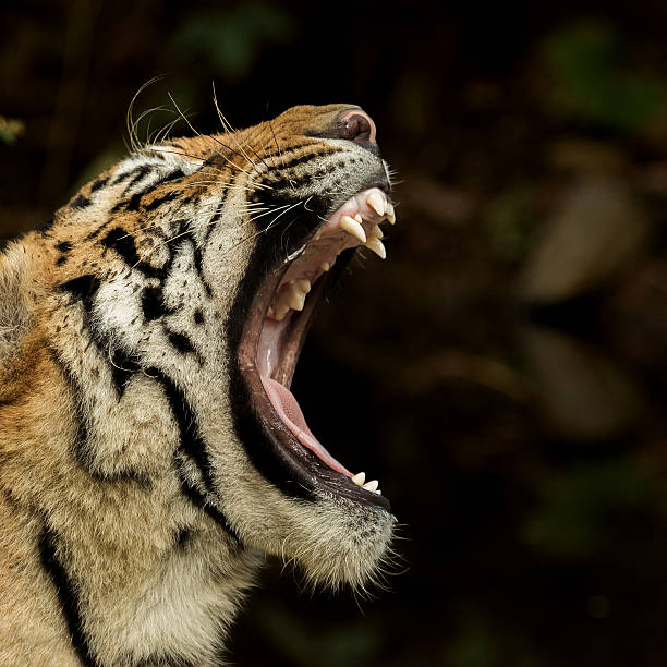 Dry & Heavy – In The Jaws Of The Tiger King Jammy Meets Dry & Heavy – In The Jaws Of The Tiger | Releases