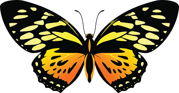 illustrazioni stock, clip art, cartoni animati e icone di tendenza di vettore balck e farfalla arancione papilio zagreus - papilio zagreus