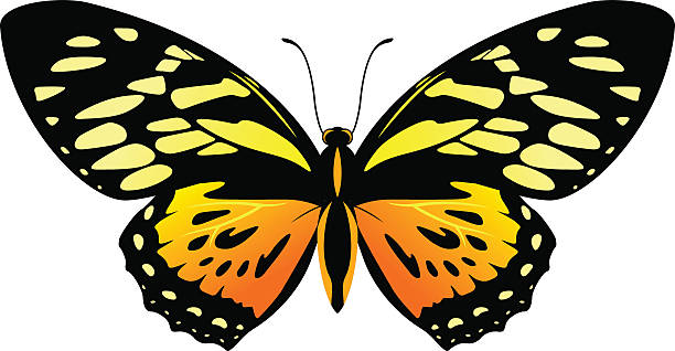 wektor balck i pomarańczowy motyl papilio zagreus - papilio zagreus stock illustrations