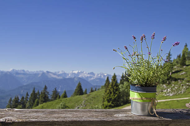 istock Floral decoration in high mountains 637233038