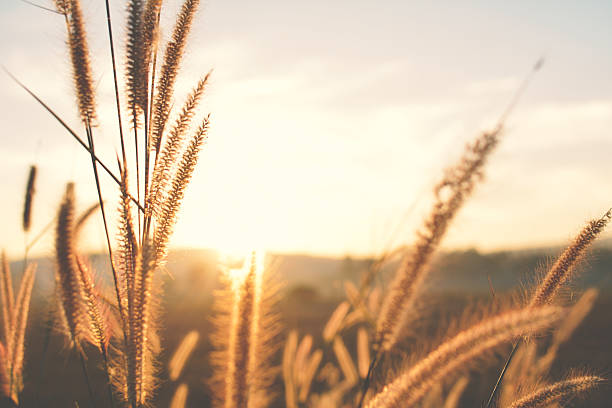 istock Close up flower grass and sunrise background 637233914