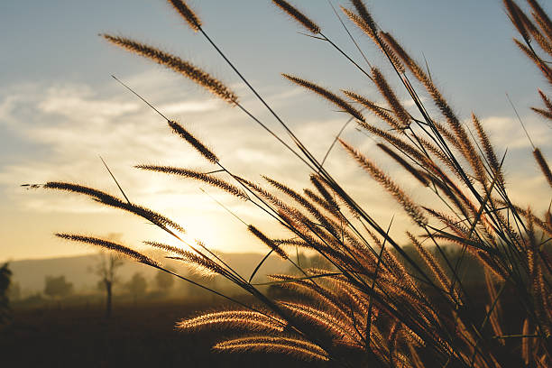 istock Close up flower grass and sunrise background 637234064