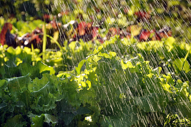 istock Process of watering the garden plants. 637234080
