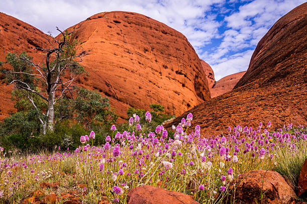Valley of the Winds Wildflowers in Outback stock photo