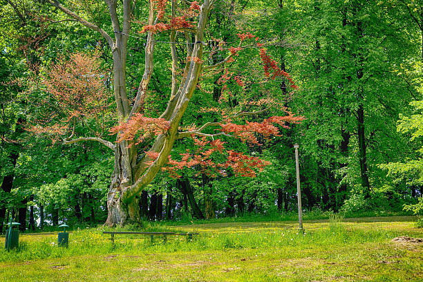 istock Trees in the park in Krzeszowice (Poland) 637236974