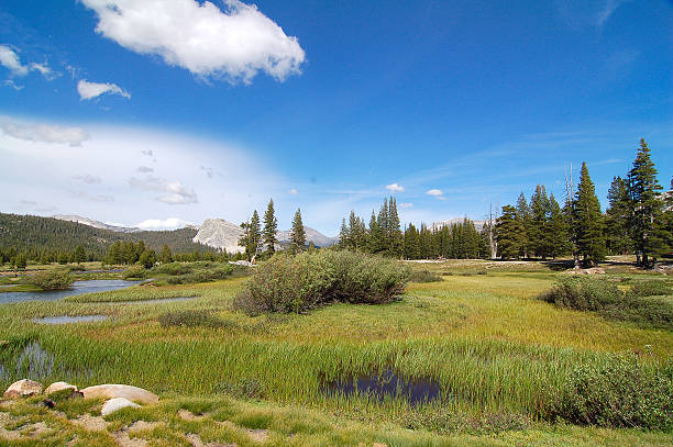 istock Wide in the Yosemite National Park 637237408