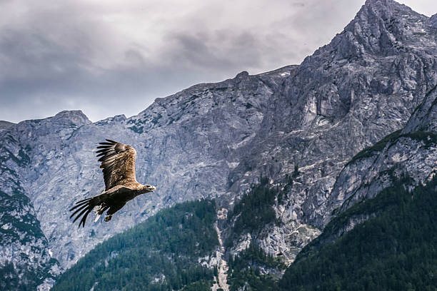 istock Freedom of wilderness 637238722