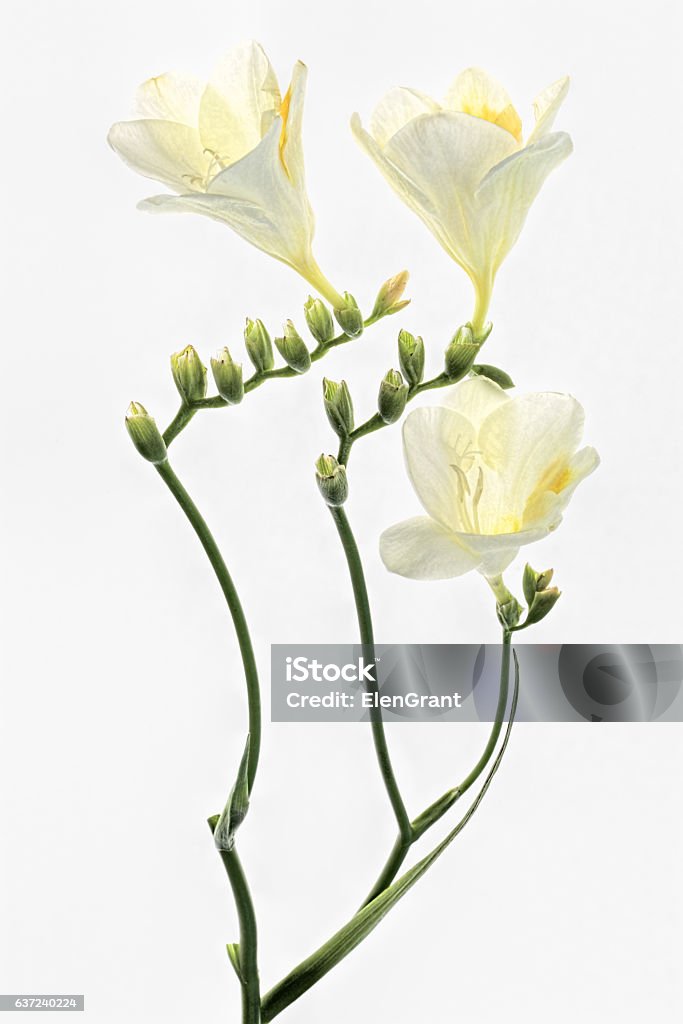 White freesia - 免版稅小蒼蘭圖庫照片