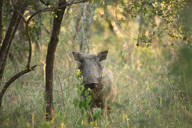 Warthog in Kruger Wildlife Reserve Phacochoerus africanus in Kruger Wildlife Reserve, South Africa. kapama reserve stock pictures, royalty-free photos & images