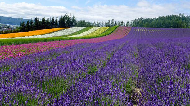 istock lavender field and another flower field , nature background 637242432
