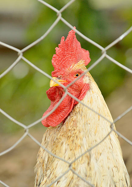istock Rooster - head closeup - looking to the camera 637242934