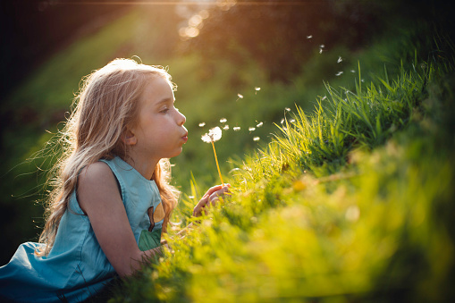 Little girl lying on the grass in the sunshine. She is holding a dandelion and blowing the seeds away.